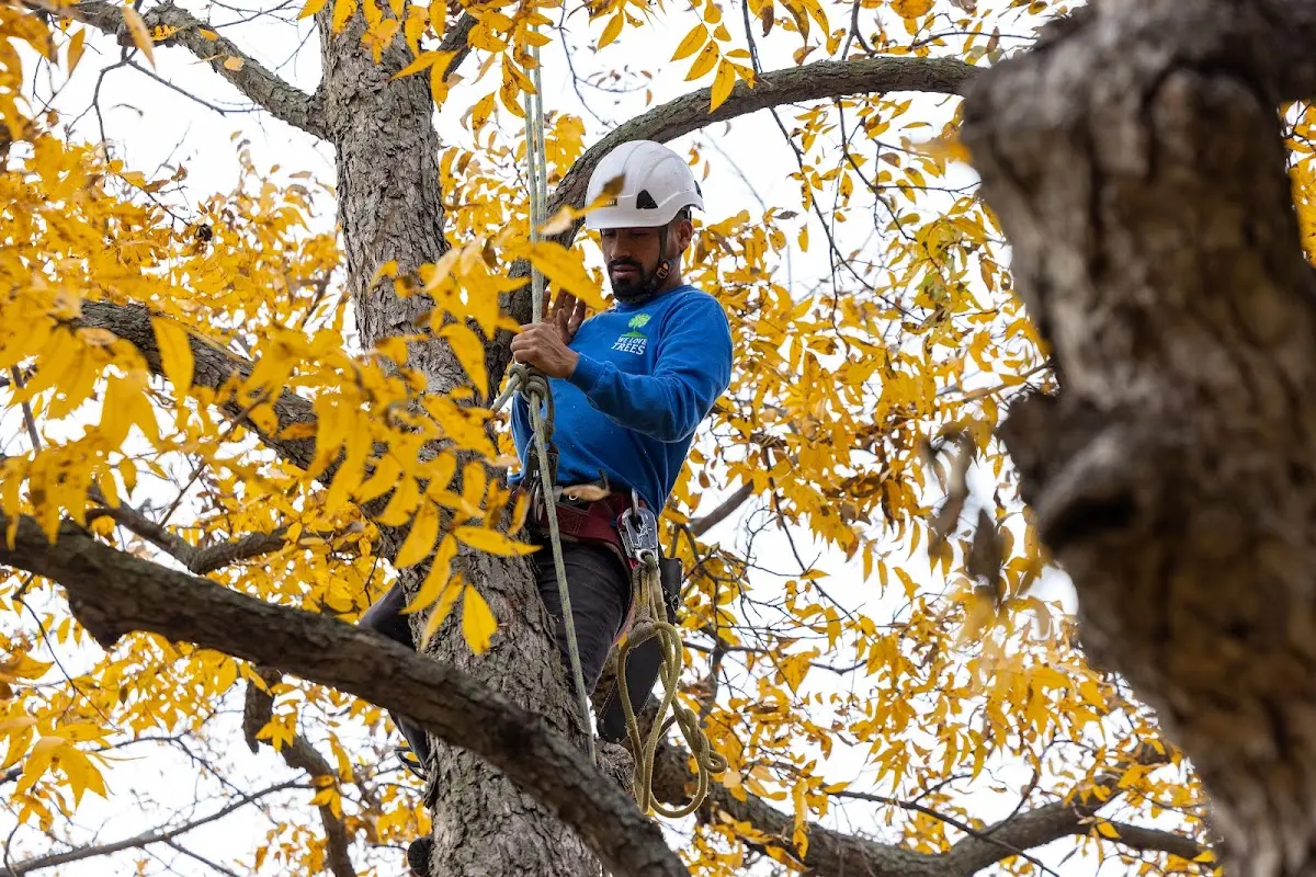 Skilled Tree Pruning crew working in Holley