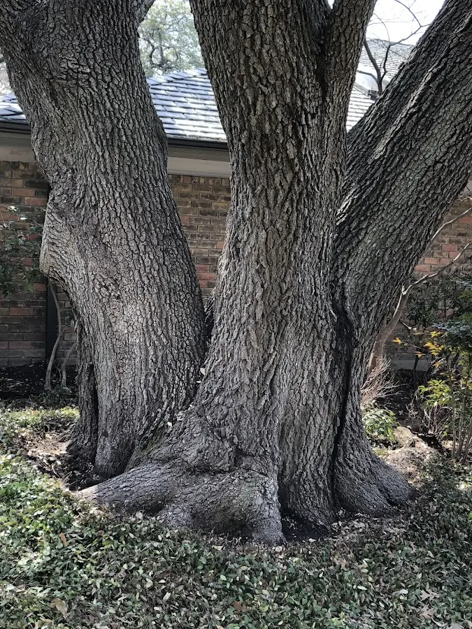 Mature heritage tree close to a Holley property cared for by certified arborists